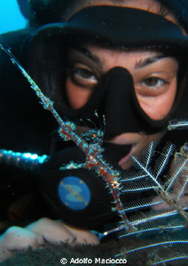 Juvenile  ornate ghostpipefish & diver by Adolfo Maciocco 